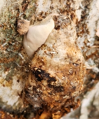 Fomes excavatus