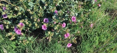 Mirabilis multiflora pubescens