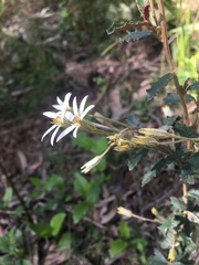 Olearia erubescens