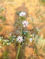Mirabilis