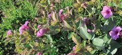 Mirabilis multiflora pubescens