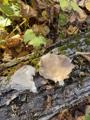 Pleurotus ostreatus