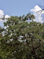 Pinus virginiana