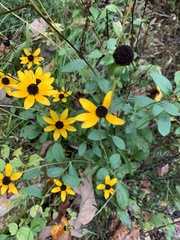 Rudbeckia triloba