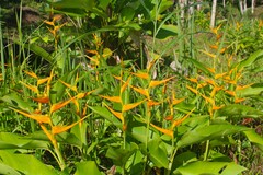 Heliconia latispatha