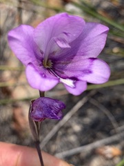 Gladiolus inflatus