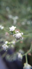 Parthenium hysterophorus