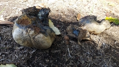 Pisolithus