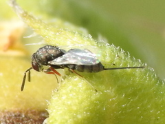 Torymidae