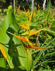 Heliconia latispatha