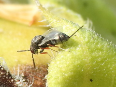 Torymidae