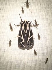 Apantesis figurata