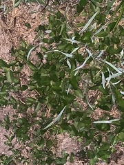 Calyptocarpus vialis