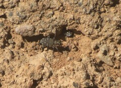 Cicindela duodecimguttata
