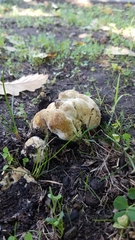 Pisolithus