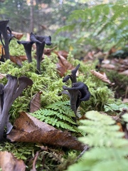 Craterellus fallax