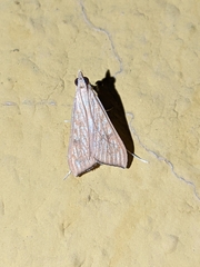 Antigastra catalaunalis