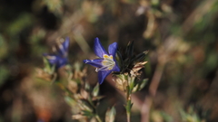 Eriastrum sapphirinum sapphirinum