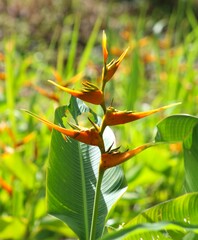 Heliconia latispatha