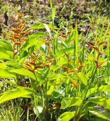 Heliconia latispatha