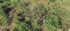 Eriastrum sapphirinum sapphirinum