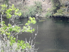 Patagioenas picazuro