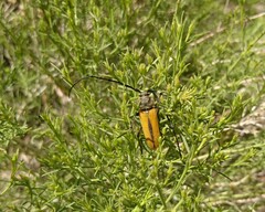 Crossidius suturalis