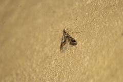 Lineodes integra