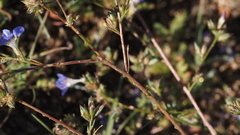 Eriastrum sapphirinum sapphirinum