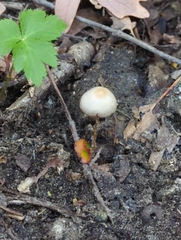 Psathyrella amarescens