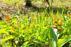 Heliconia latispatha