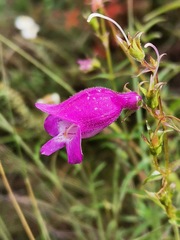 Penstemon gentianoides