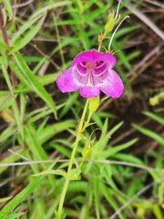 Penstemon gentianoides