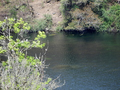 Patagioenas picazuro