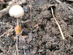 Psathyrella amarescens