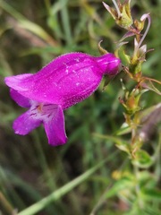 Penstemon gentianoides