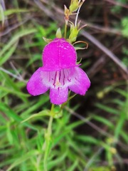 Penstemon gentianoides