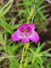 Penstemon gentianoides