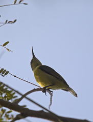 Nectariniidae