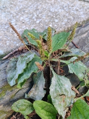 Plantago major