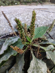 Plantago major