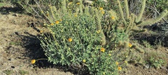 Encelia actoni