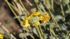 Encelia actoni