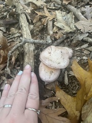 Thaxterogaster purpurascens