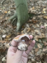 Thaxterogaster purpurascens