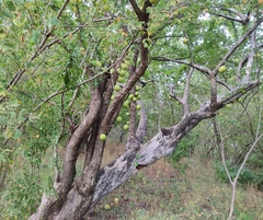 Crescentia alata