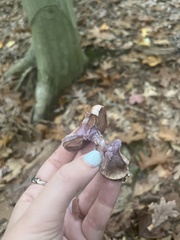 Thaxterogaster purpurascens