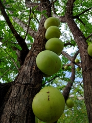 Crescentia alata