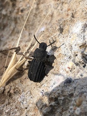 Nyctoporis