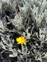 Euryops othonnoides